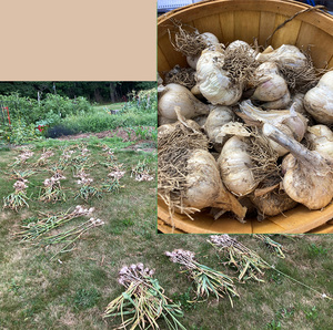 Local Garlic for Fall Planting